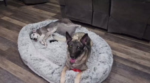 (KAI) EXCLUSIVE FAMILY DOG BED